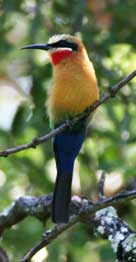 Whitefronted Bee-eater